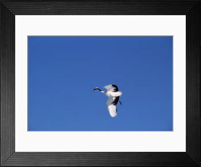 Framed Print : Japanese / Manchurian / Red-crowned Crane - in flight Framed Print : Japanese / Manchurian / Red-crowned Crane - in flight