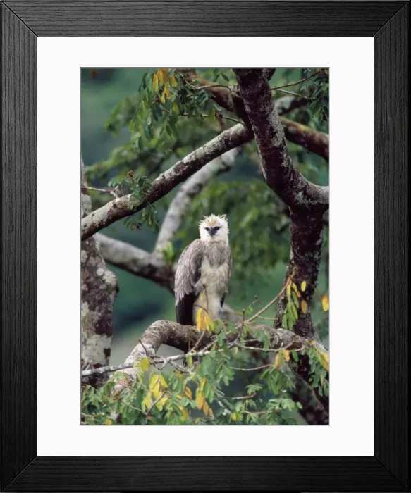 Framed Print : Monkey-eating / Philippine Eagle - in tree Framed Print : Monkey-eating / Philippine Eagle - in tree