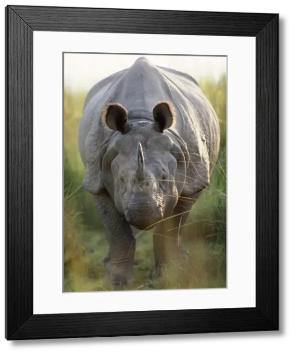 Framed Print : Indian One-horned Rhinoceros Framed Print : Indian One-horned Rhinoceros