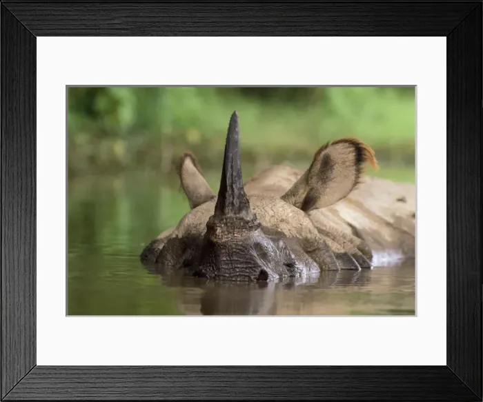 Framed Print : Indian One-horned Rhinoceros Framed Print : Indian One-horned Rhinoceros