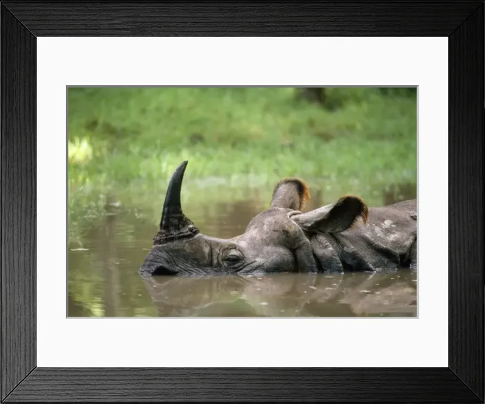 Framed Print : Indian One-horned Rhinoceros Framed Print : Indian One-horned Rhinoceros