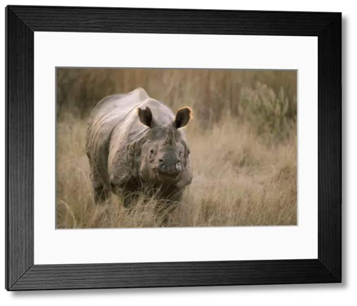 Framed Print : Indian One-horned Rhinoceros Framed Print : Indian One-horned Rhinoceros