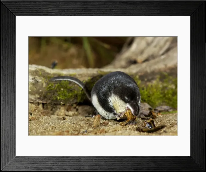 Framed Print : Water shrew, adult, devours a water beetle (a predatious Framed Print : Water shrew, adult, devours a water beetle (a predatious