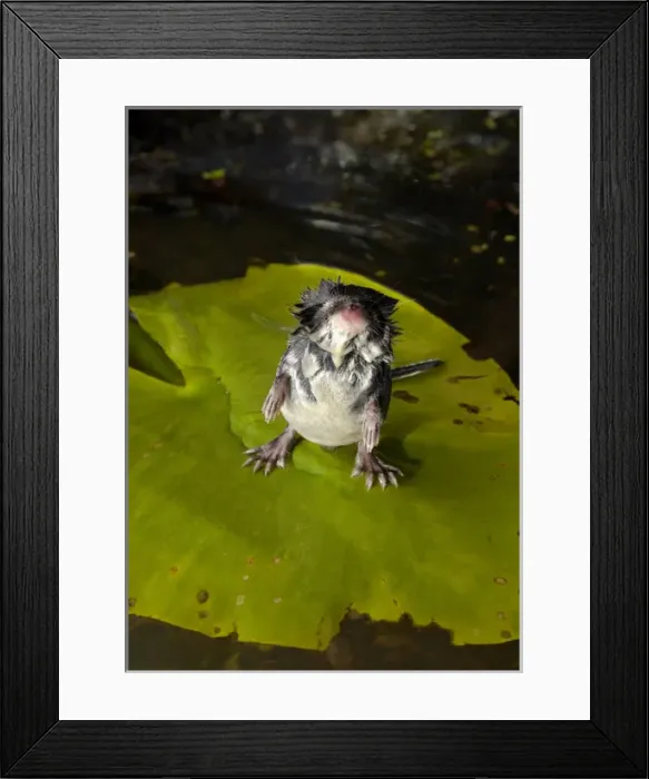 Framed Print : Water shrew, adult, inquisitively sniffs air Framed Print : Water shrew, adult, inquisitively sniffs air