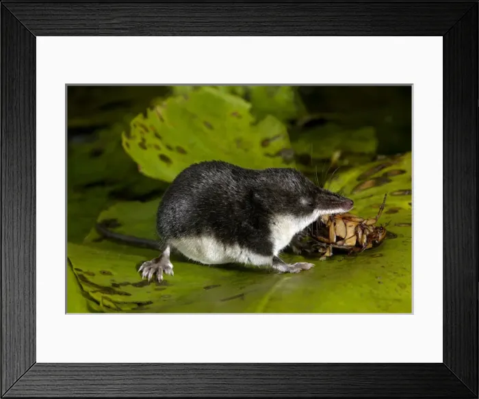 Framed Print : Water shrew, adult, devours a water beetle (a predatious Framed Print : Water shrew, adult, devours a water beetle (a predatious