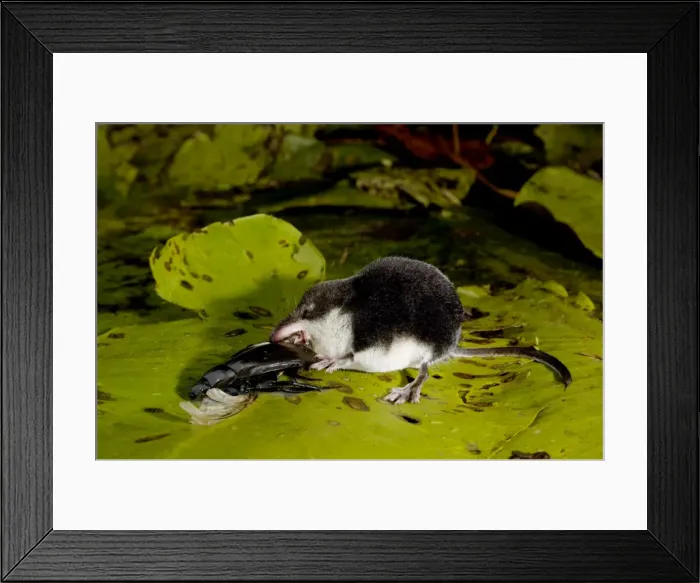 Framed Print : Water shrew, adult, devours a water beetle Framed Print : Water shrew, adult, devours a water beetle