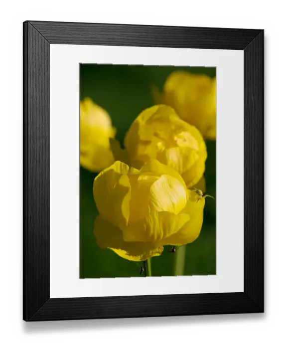 Framed Print : European Globeflower / Globe Crowfoot / Globe Flower Framed Print : European Globeflower / Globe Crowfoot / Globe Flower