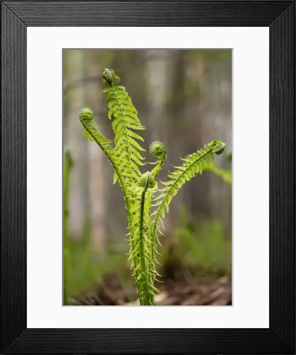 Framed Print : Sprouts of fern in mixed forest Framed Print : Sprouts of fern in mixed forest