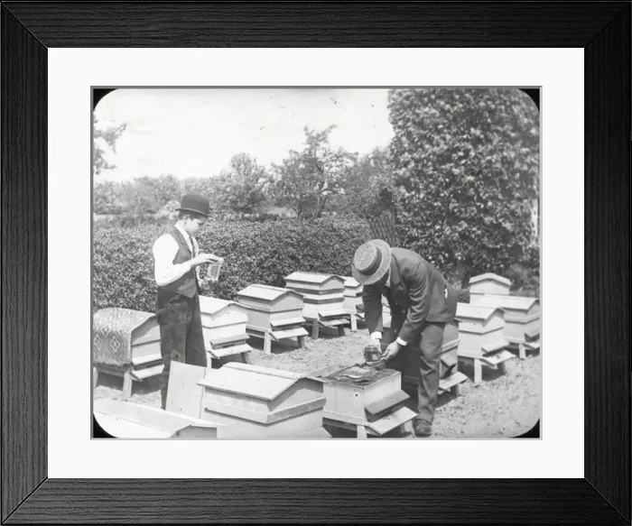 Framed Print : Beekeeping Lantern Slide series Framed Print : Beekeeping Lantern Slide series