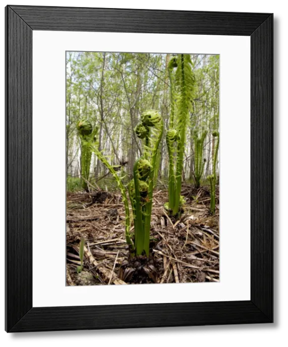 Framed Print : Sprouts of fern in mixed forest, typical Framed Print : Sprouts of fern in mixed forest, typical