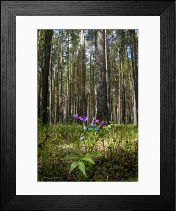 Framed Print : Perennial Sweet Pea / Spring vetchling / Bitter Framed Print : Perennial Sweet Pea / Spring vetchling / Bitter