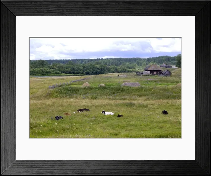 Framed Print : Cattle - grazing on a flood-meadow along river Framed Print : Cattle - grazing on a flood-meadow along river