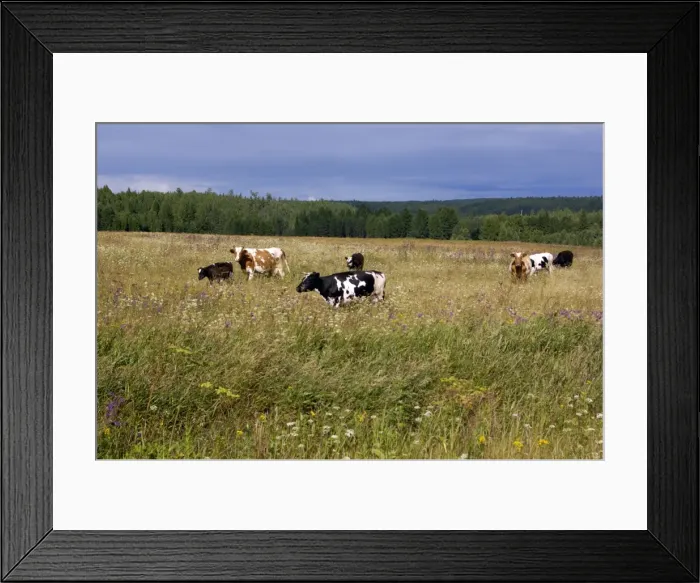 Framed Print : Cattle grazes on a meadow on a high bank of Lalya Framed Print : Cattle grazes on a meadow on a high bank of Lalya