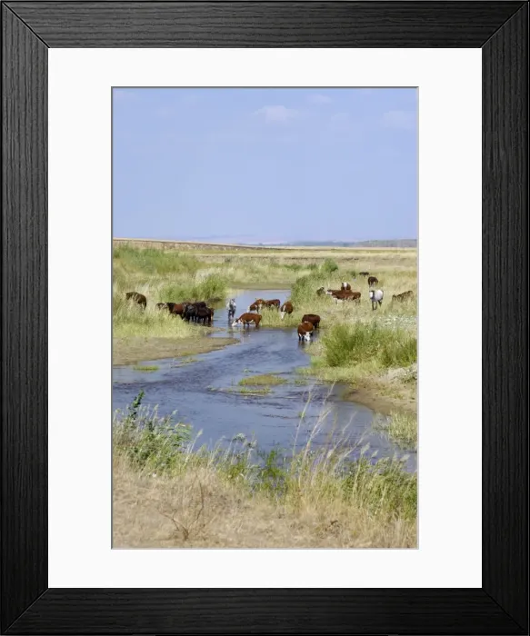 Framed Print : Cattle of Russian farmers grazes along a small Framed Print : Cattle of Russian farmers grazes along a small