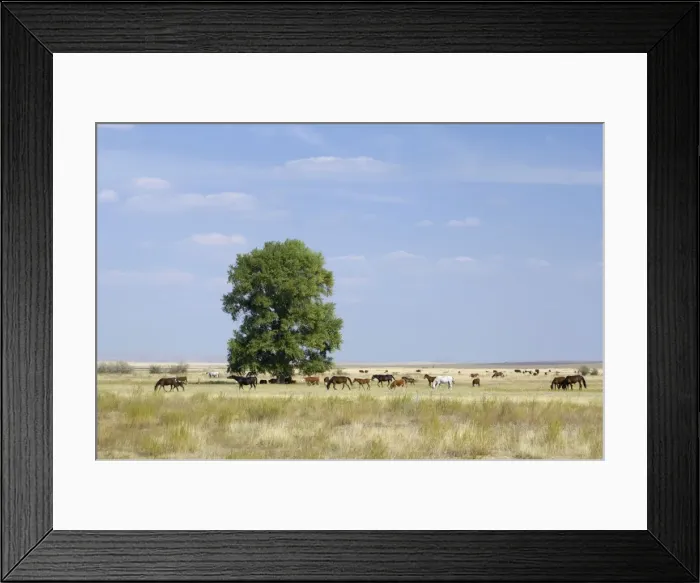 Framed Print : Cattle of Russian farmers grazes in steppe near Framed Print : Cattle of Russian farmers grazes in steppe near