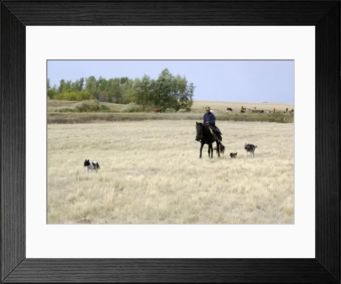 Framed Print : A shepherd with four mongrel dogs tends a herd Framed Print : A shepherd with four mongrel dogs tends a herd