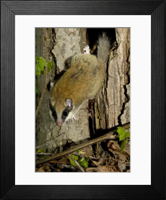 Framed Print : Forest dormouse, adult Framed Print : Forest dormouse, adult