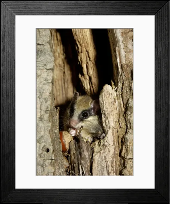 Framed Print : Forest dormouse, adult Framed Print : Forest dormouse, adult