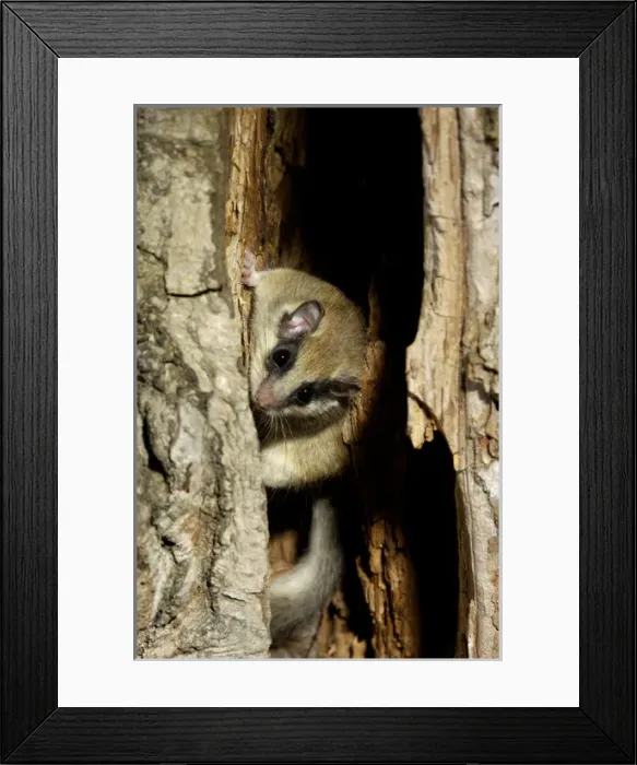 Framed Print : Forest dormouse, adult Framed Print : Forest dormouse, adult