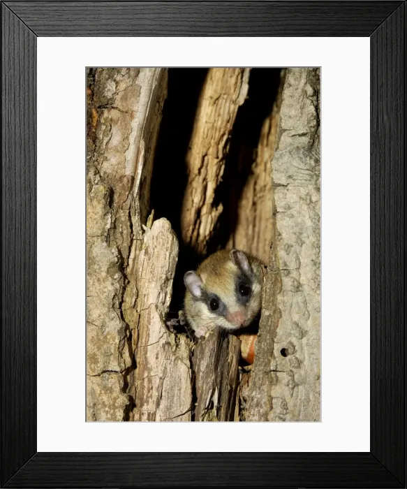 Framed Print : Forest dormouse, adult Framed Print : Forest dormouse, adult
