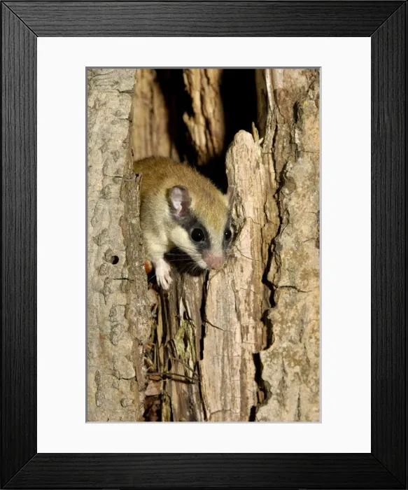 Framed Print : Forest dormouse, adult Framed Print : Forest dormouse, adult