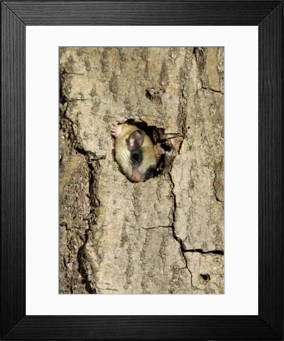 Framed Print : Forest dormouse, adult, climbs out of its shelter Framed Print : Forest dormouse, adult, climbs out of its shelter
