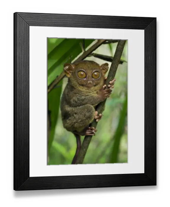 Framed Print : Philippine Tarsier hides and rests during daytime Framed Print : Philippine Tarsier hides and rests during daytime