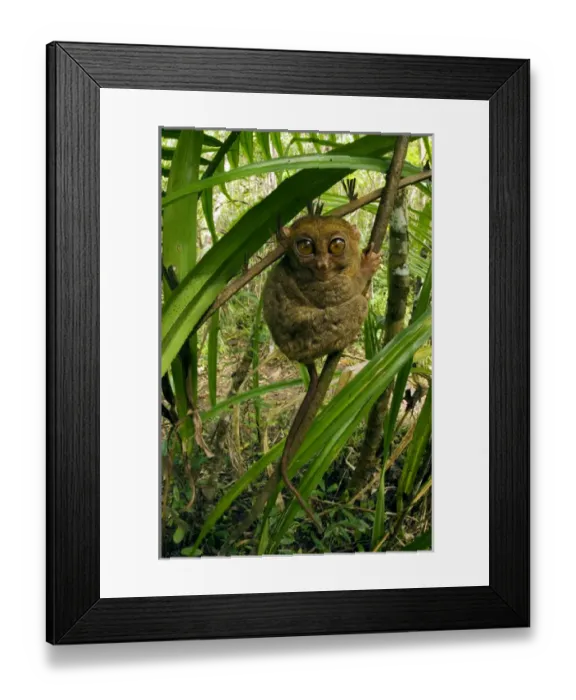 Framed Print : Philippine Tarsier hides and rests during daytime Framed Print : Philippine Tarsier hides and rests during daytime