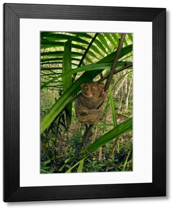 Framed Print : Philippine Tarsier hides and rests during daytime Framed Print : Philippine Tarsier hides and rests during daytime