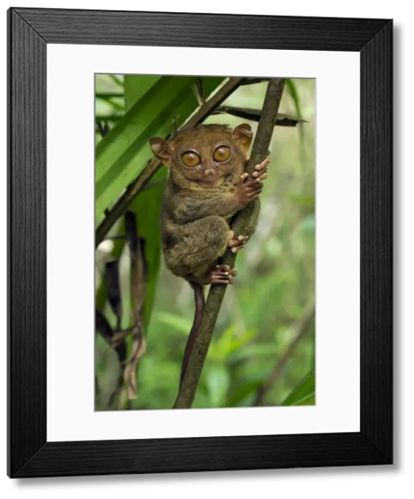Framed Print : Philippine Tarsier hides and rests during daytime Framed Print : Philippine Tarsier hides and rests during daytime
