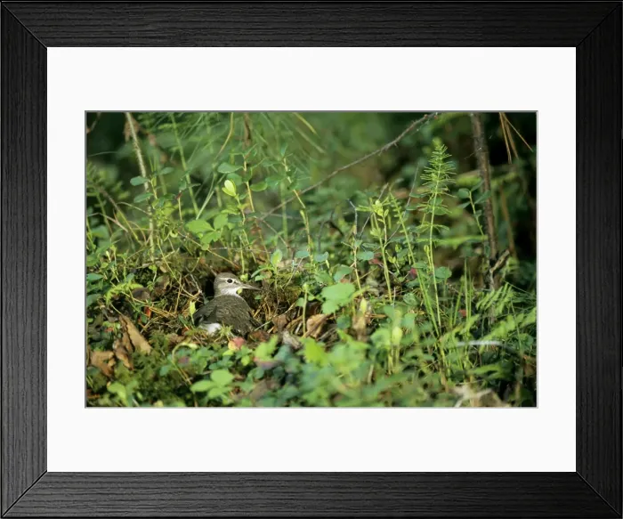 Framed Print : Common Sandpiper - on nest; common but difficult Framed Print : Common Sandpiper - on nest; common but difficult
