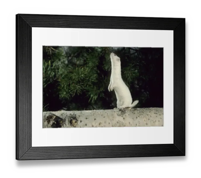 Framed Print : Weasel in white winter fur - adult Framed Print : Weasel in white winter fur - adult