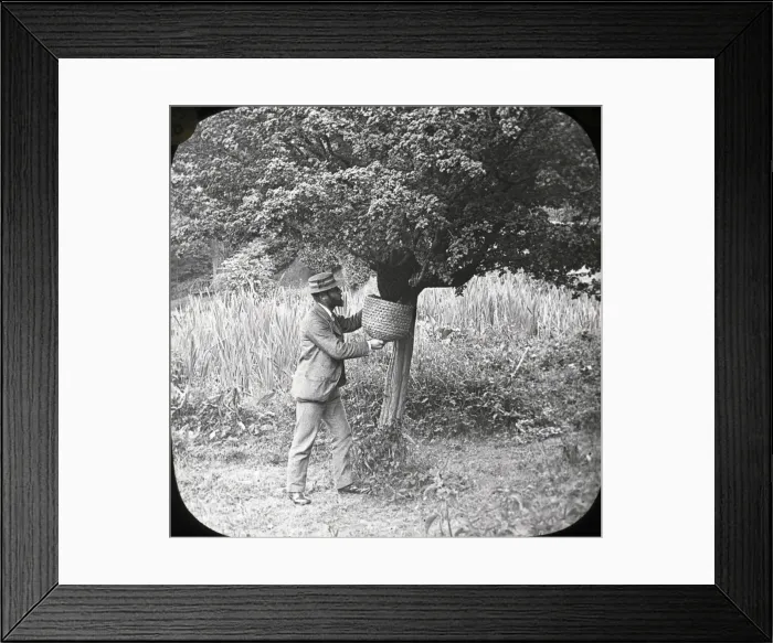 Framed Print : Beekeeping Lantern Slide series Framed Print : Beekeeping Lantern Slide series