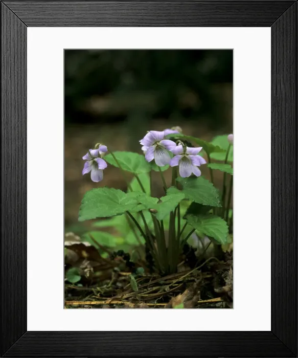 Framed Print : Wonder violet - flowering Framed Print : Wonder violet - flowering