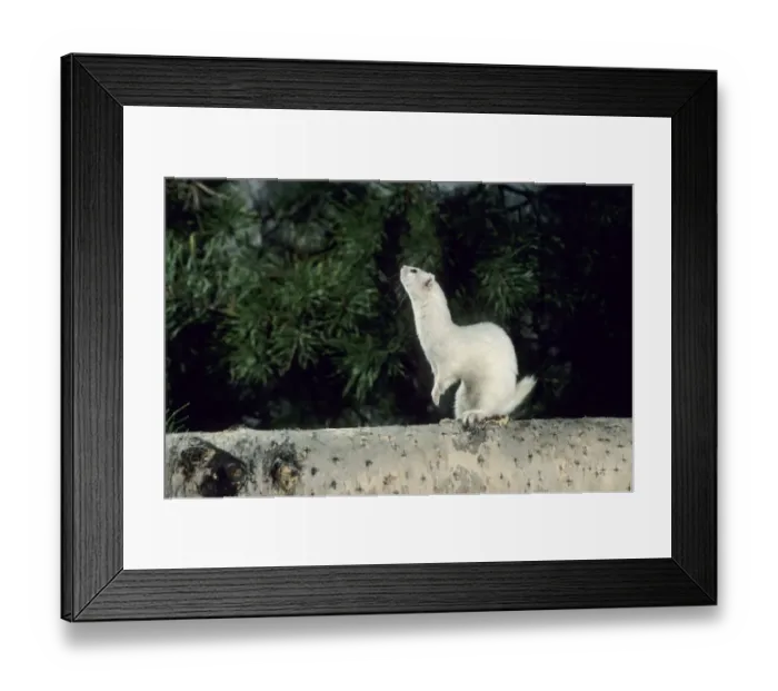 Framed Print : Weasel in white winter fur - adult Framed Print : Weasel in white winter fur - adult