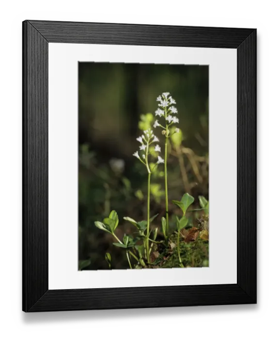 Framed Print : BOGBEAN / BUCKBEAN - Bog plant flowering in spring Framed Print : BOGBEAN / BUCKBEAN - Bog plant flowering in spring