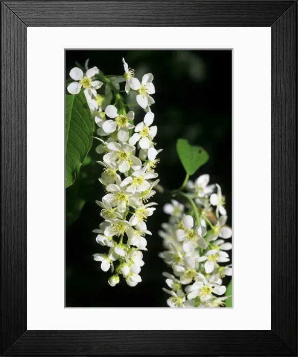 Framed Print : Bird cherry flowering - typical plant on banks Framed Print : Bird cherry flowering - typical plant on banks