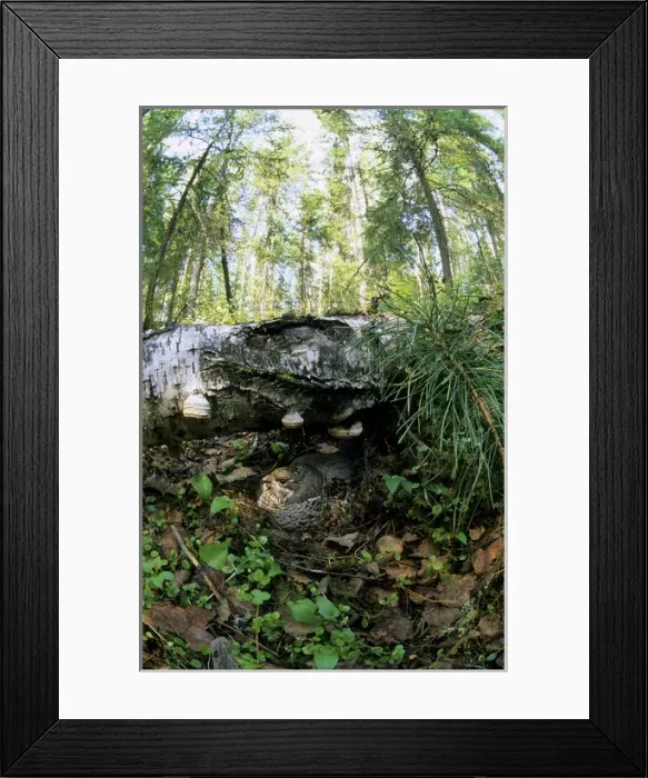 Framed Print : Hazel Hen / Hazel Grouse - female sits on nest Framed Print : Hazel Hen / Hazel Grouse - female sits on nest