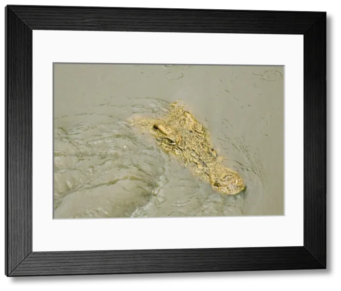 Framed Print : Crocodile - Just appearing from water Framed Print : Crocodile - Just appearing from water