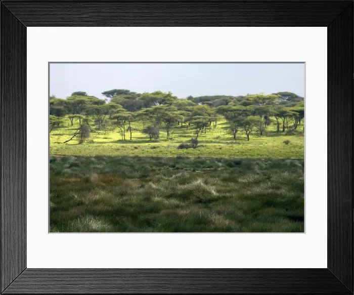 Framed Print : Small marsh at Ndutu Framed Print : Small marsh at Ndutu