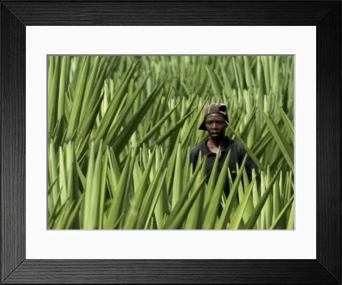 Framed Print : Worker - Sisal Plantation Framed Print : Worker - Sisal Plantation
