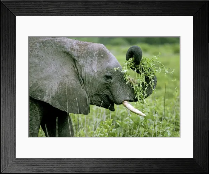 Framed Print : Young Elephant - Playing with food Framed Print : Young Elephant - Playing with food