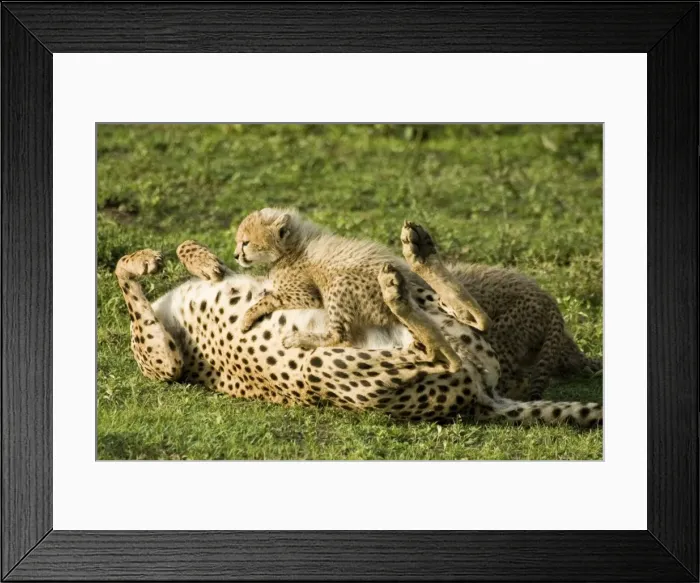 Framed Print : Cheetah - Mother playing with her cub Framed Print : Cheetah - Mother playing with her cub