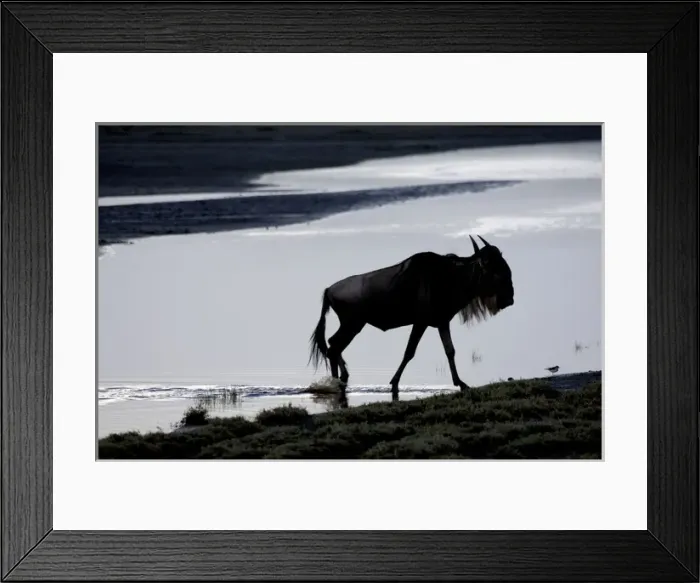 Framed Print : Wildebeest crossing river Framed Print : Wildebeest crossing river
