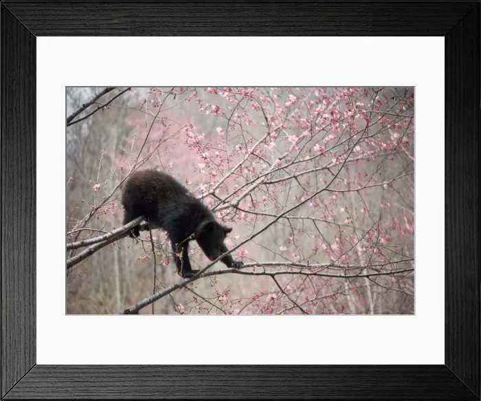 Framed Print : Asiatic Black bear - in tree with blossom Framed Print : Asiatic Black bear - in tree with blossom