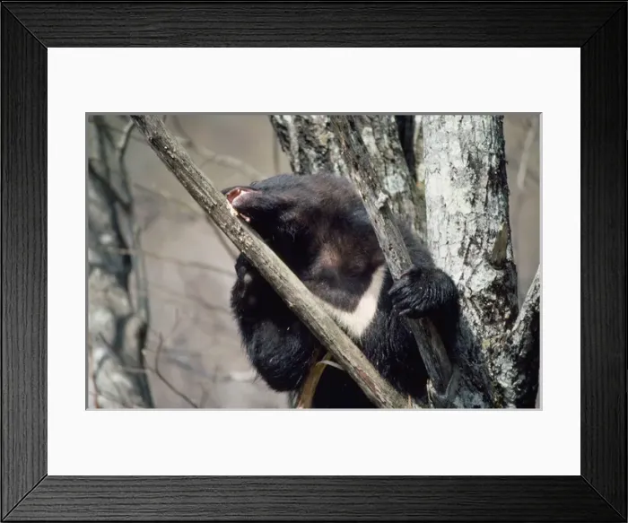 Framed Print : Asiatic Black bear - in tree eating bark Framed Print : Asiatic Black bear - in tree eating bark