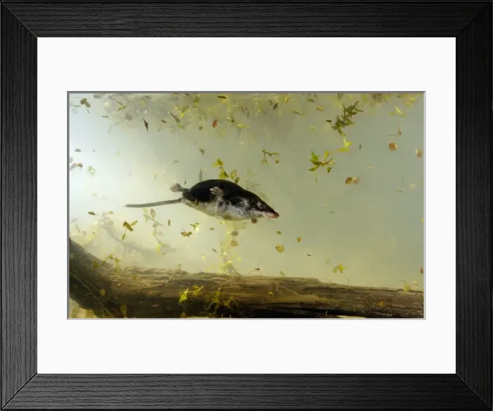 Framed Print : Water shrew Framed Print : Water shrew
