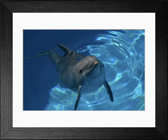Framed Print : Bottlenose Dolphin - Resting at surface Framed Print : Bottlenose Dolphin - Resting at surface