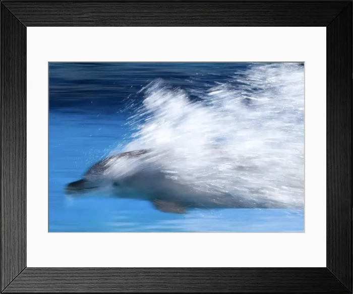 Framed Print : Bottlenose Dolphin - Swimming at speed through water Framed Print : Bottlenose Dolphin - Swimming at speed through water