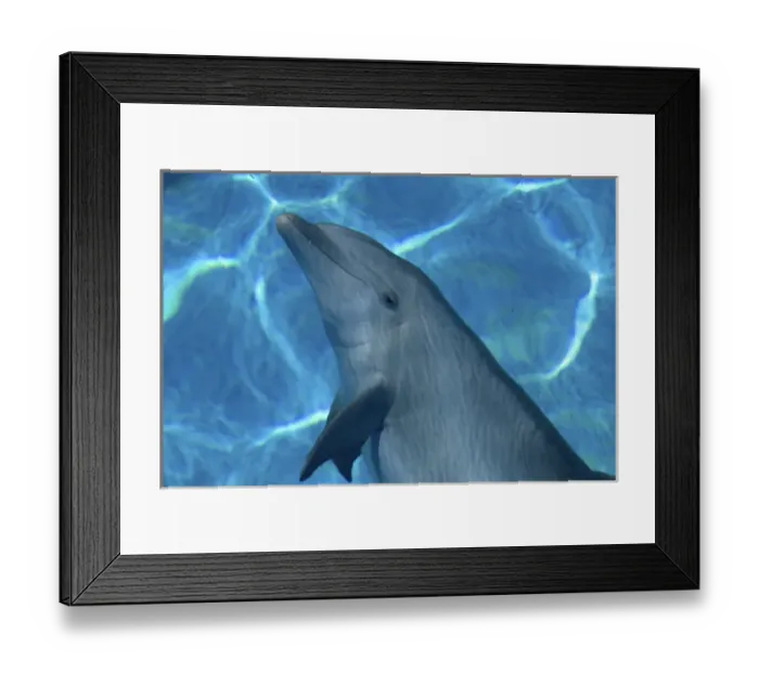 Framed Print : Bottlenose Dolphin - Resting underwater Framed Print : Bottlenose Dolphin - Resting underwater